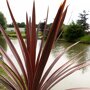 Koolpalm rood close-up